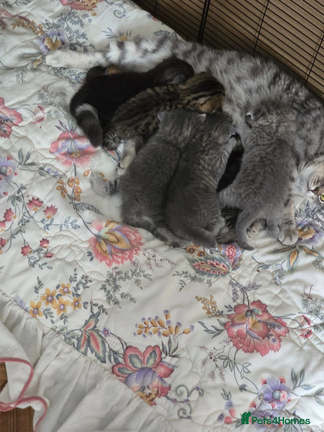 Scottish Fold cats for sale:  🥰Scottish folded in a beautiful colour - Advert 2