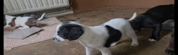 Mixed Breed dogs for sale: Terrier type aforabe puppies.  - Advert 5