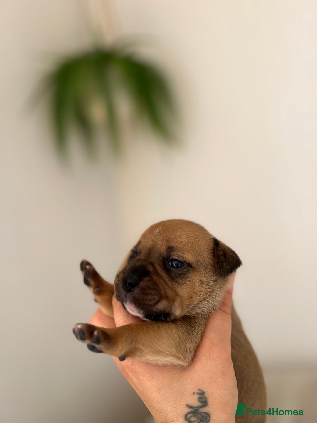 Staffordshire Bull Terrier dogs for sale: Red Staffordshire bull terrier puppies  - Image 4