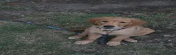 Golden Retriever dogs for sale: Stunning dark Golden retriever puppies - Advert 5