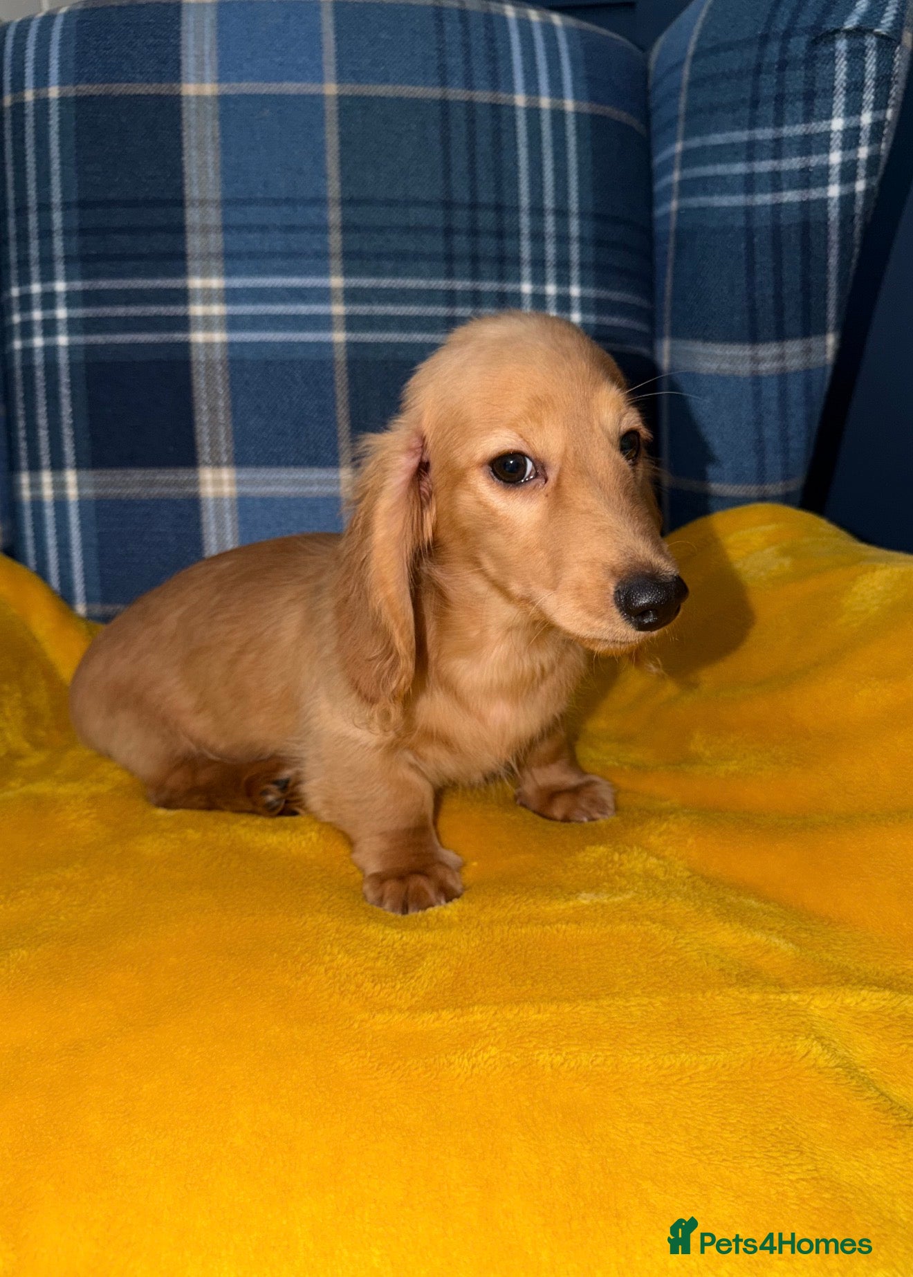 Miniature Dachshund dogs 🧡💛Stunning Longhaired Dachshund Puppies💛🧡 - Advert 7