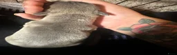 Staffordshire Bull Terrier dogs for sale: Beautiful lilac ,fawn ,blue , cream puppies  - Advert 3