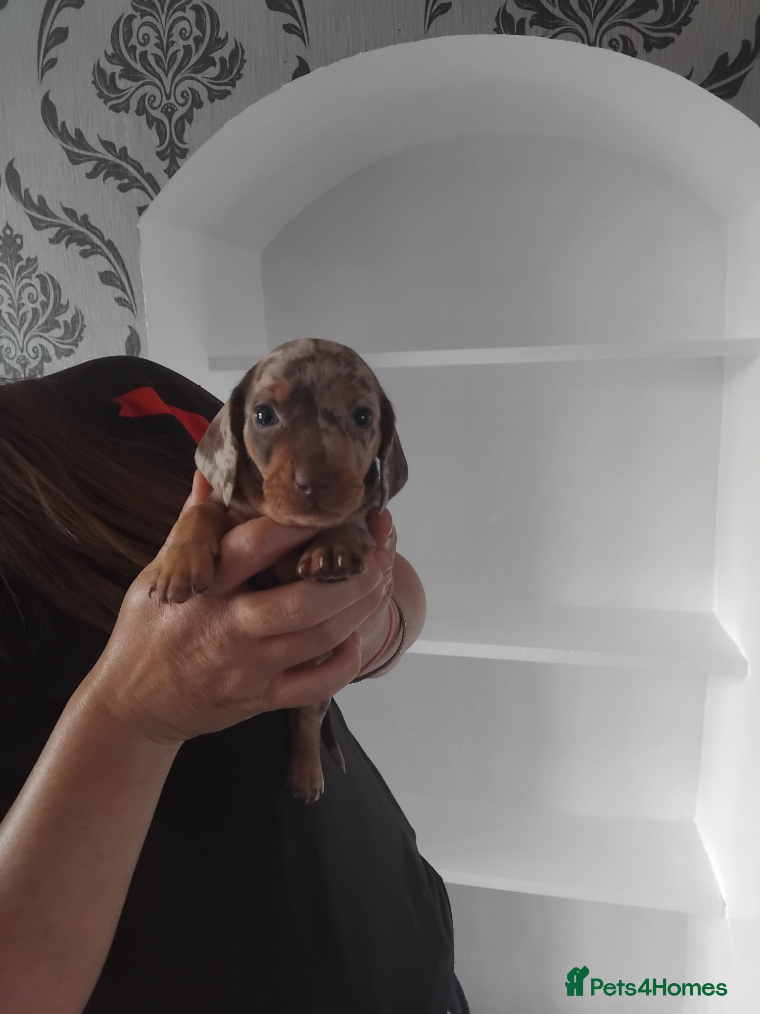 Miniature Dachshund dogs Kc registered miniature dachshund puppies - Advert 1