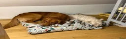 Mixed Breed dogs for sale: Golden Retriever x Westie - Advert 9