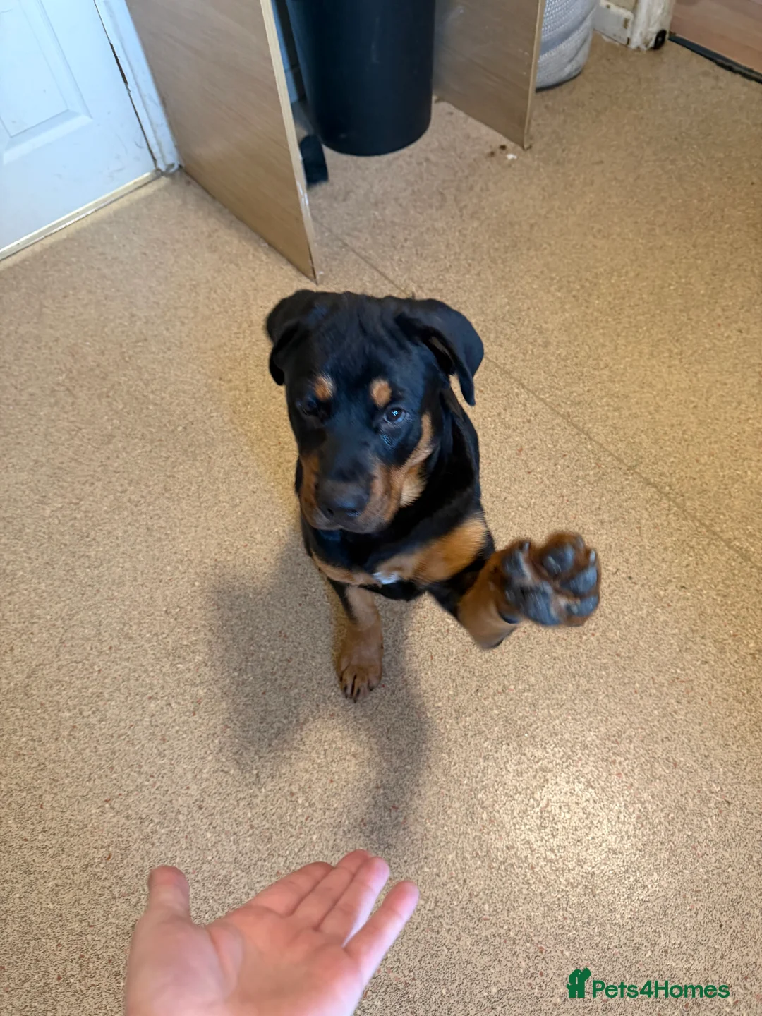 Rottweiler dogs for sale: Rottweiler  - Advert 8