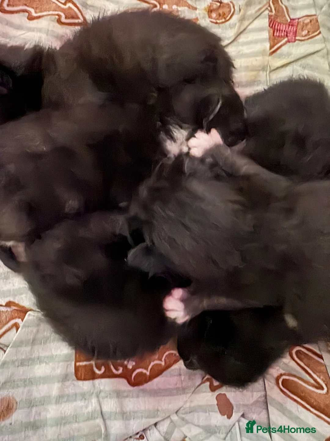Mixed Breed cats for sale: 5 black kittens ready in May - Advert 1