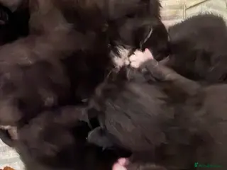 Mixed Breed cats 5 black kittens ready in May - Advert 1