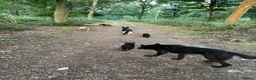 German Shepherd dogs for sale: Female German shepherd  - Advert 8