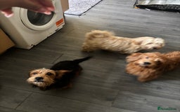 Mixed Breed dogs for sale: 2 puppies for sale  - Image 8