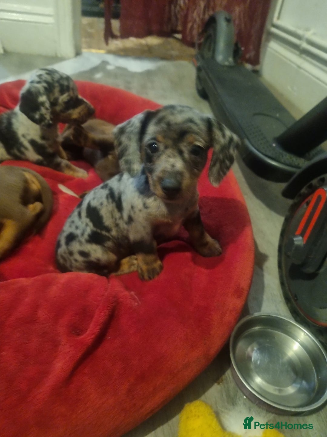 Miniature Dachshund dogs for sale: Miniature Dachshund  - Advert 10
