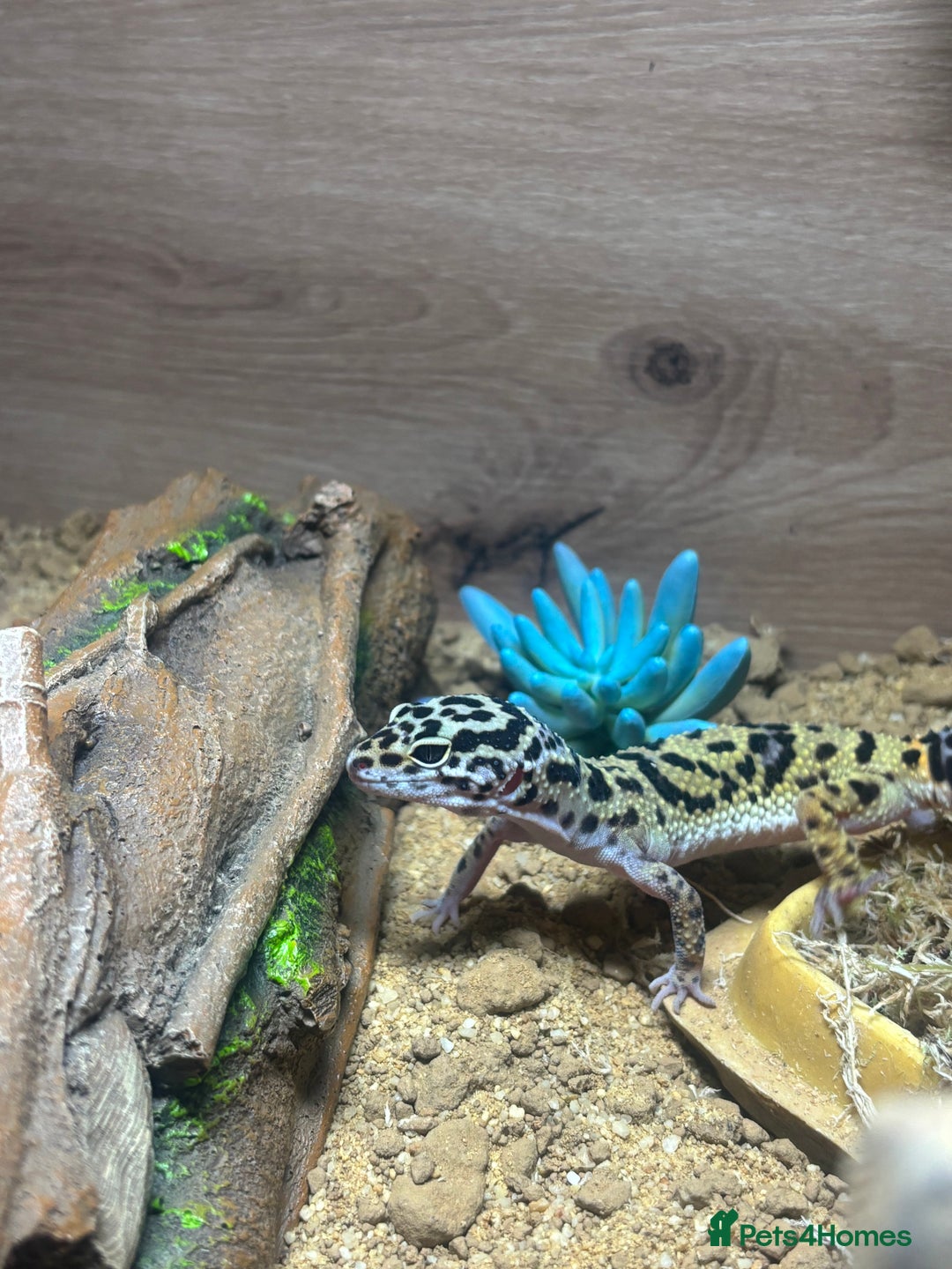 Leopard Gecko reptiles for sale: Leopard Gecko - 10 Months - With Viv - Advert 2