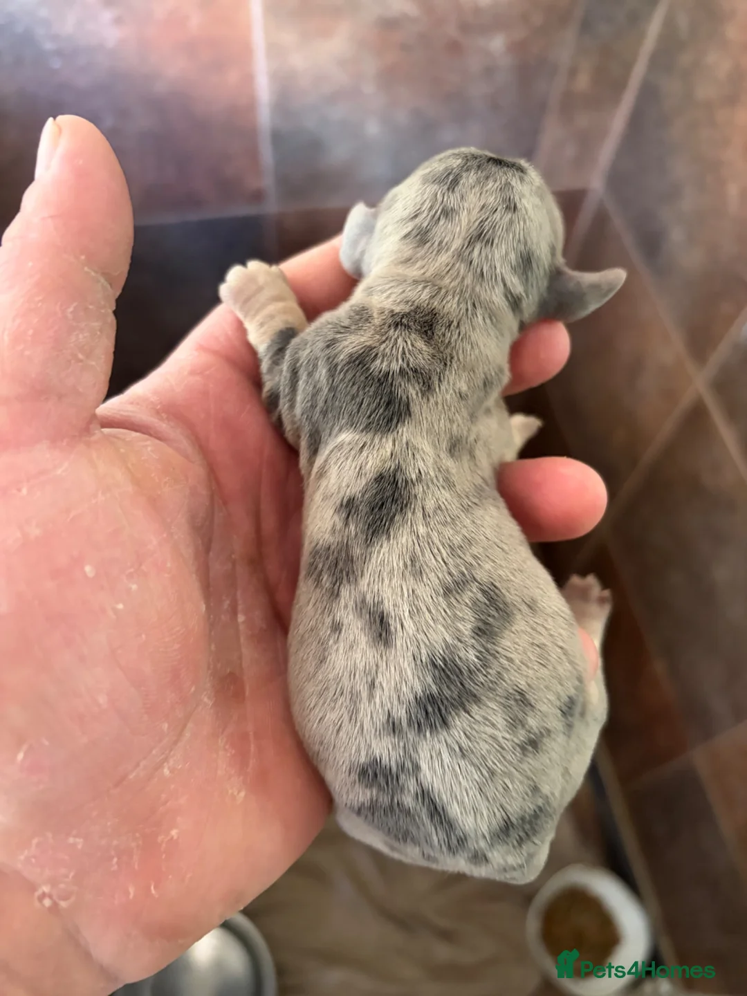 Miniature Dachshund dogs for sale: Mini dachshund  - Advert 2