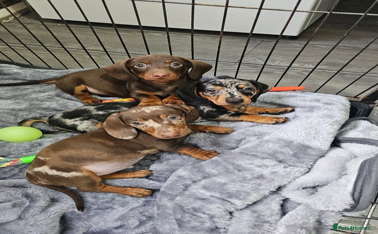 Miniature Dachshund dogs - Advert 4
