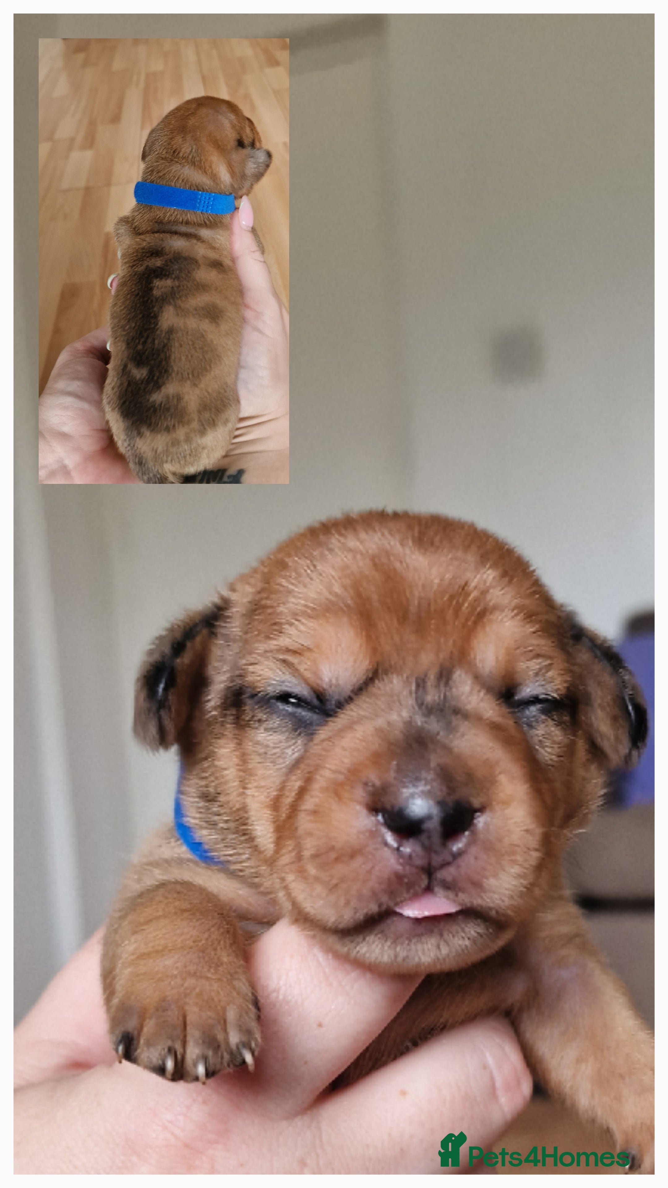 Mixed Breed dogs for sale: French Bulldog x Miniature Dachshund Puppies - Advert 23