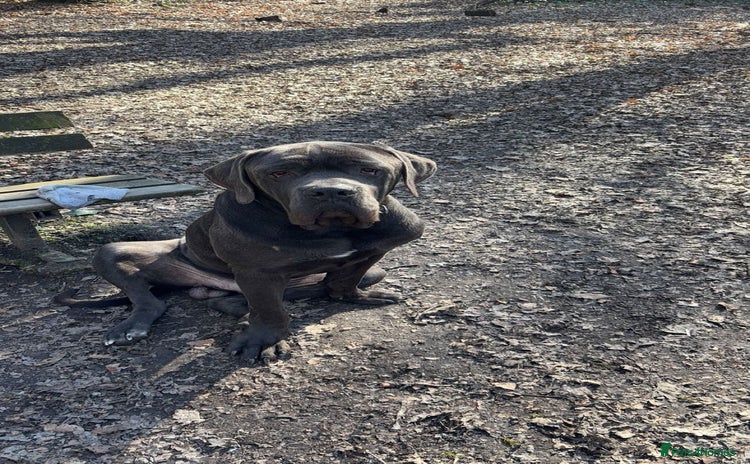 Cane Corso dogs - Advert 1