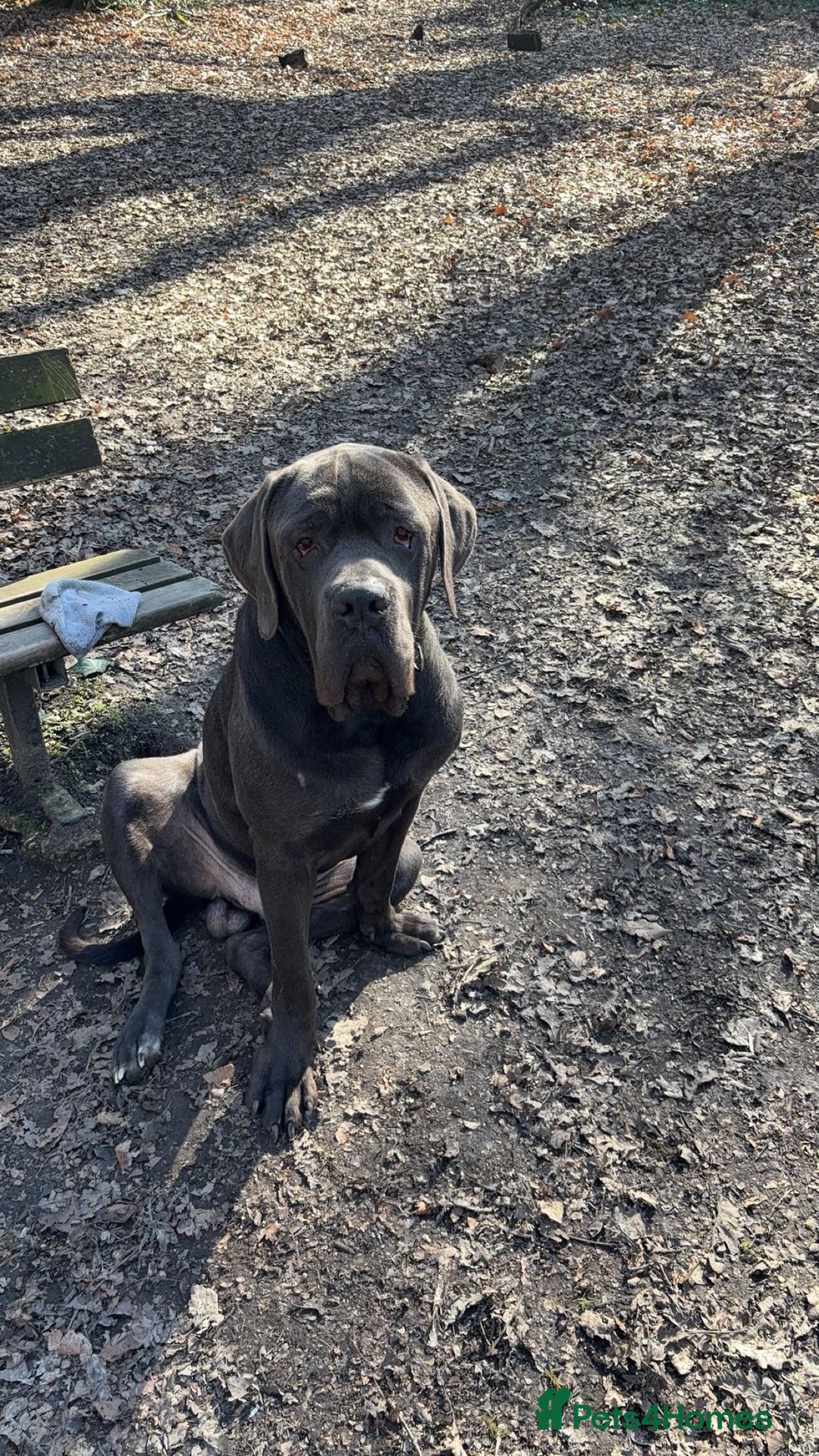 Cane Corso dogs for stud: Big boy chaos🐾 - Image 1