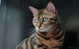 Bengal cats for sale: ⭐️TICA Triple Grand Champion⭐️ - Image 14