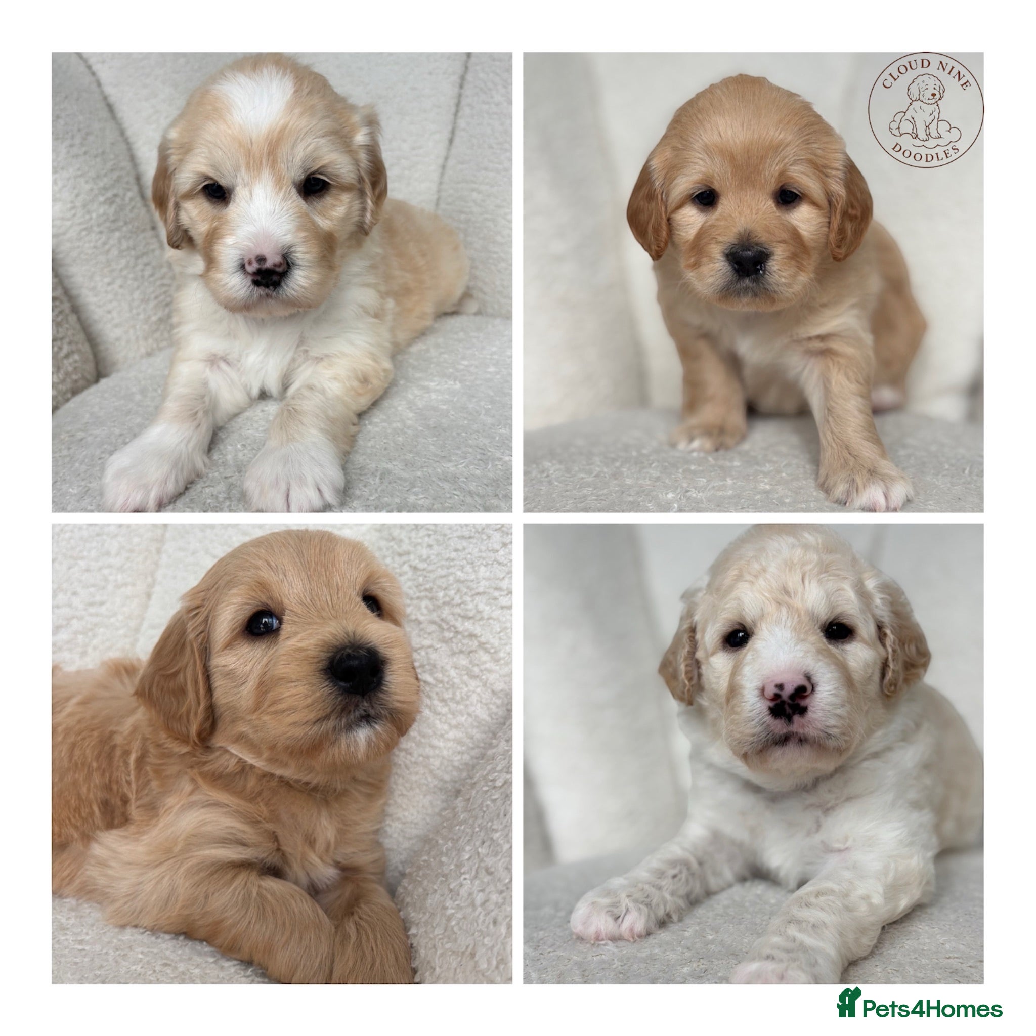 Goldendoodle dogs 🌟Goldendoodle & Australian Labradoodle Puppies 🌟 - Advert 1