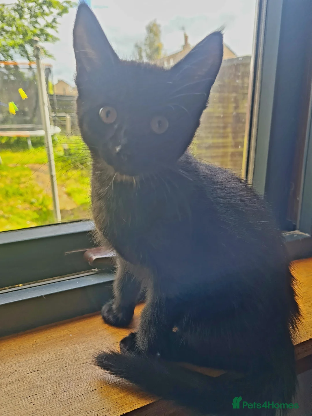 Mixed Breed cats for sale: Female X Ragdoll kittens  - Advert 5