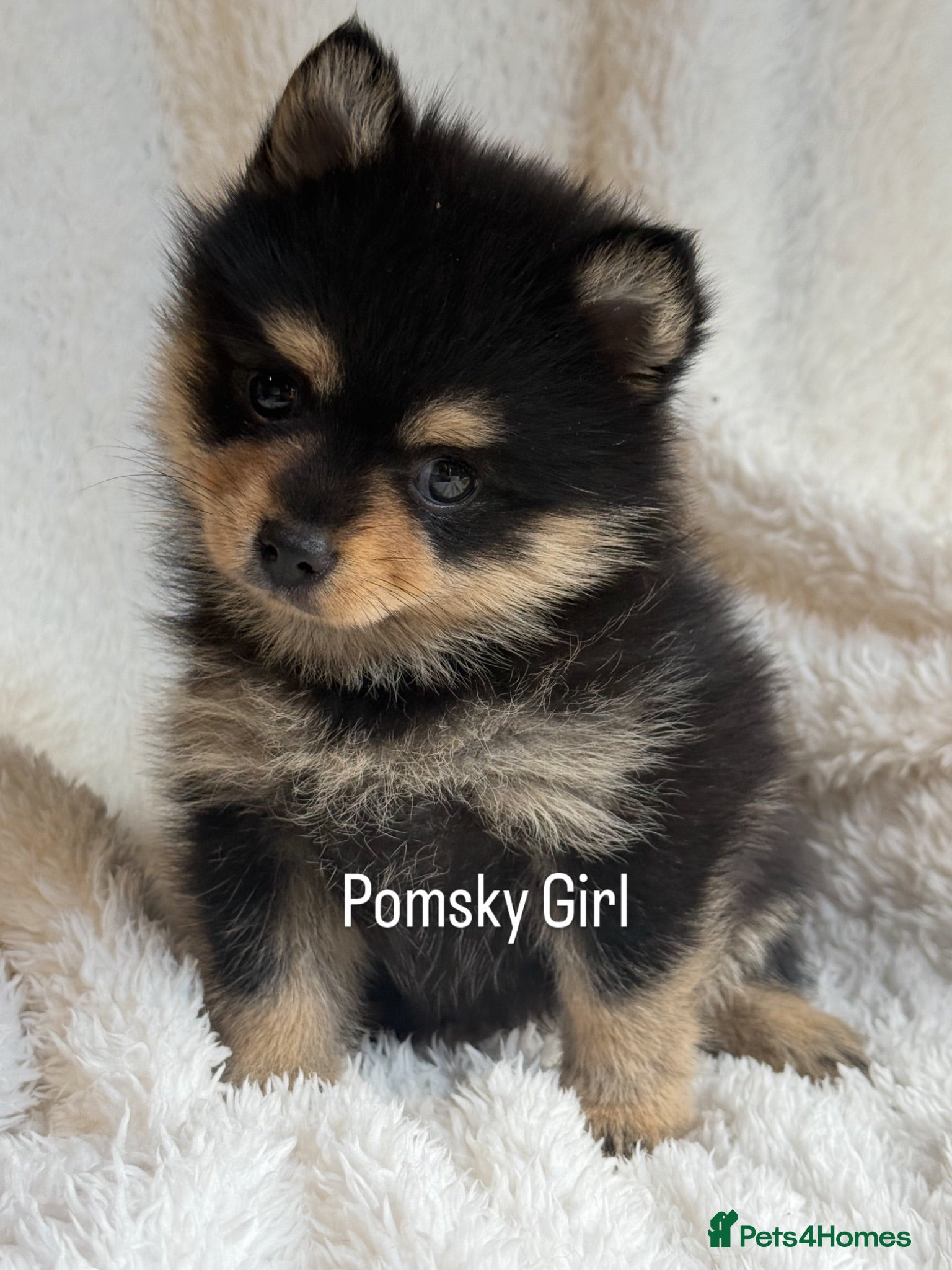 Pomsky dogs Stunning F1B Pomsky Girls - Advert 1