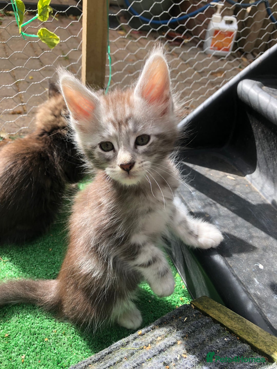 Maine Coon cats for sale: Maincoon kittens ready now  - Image 16