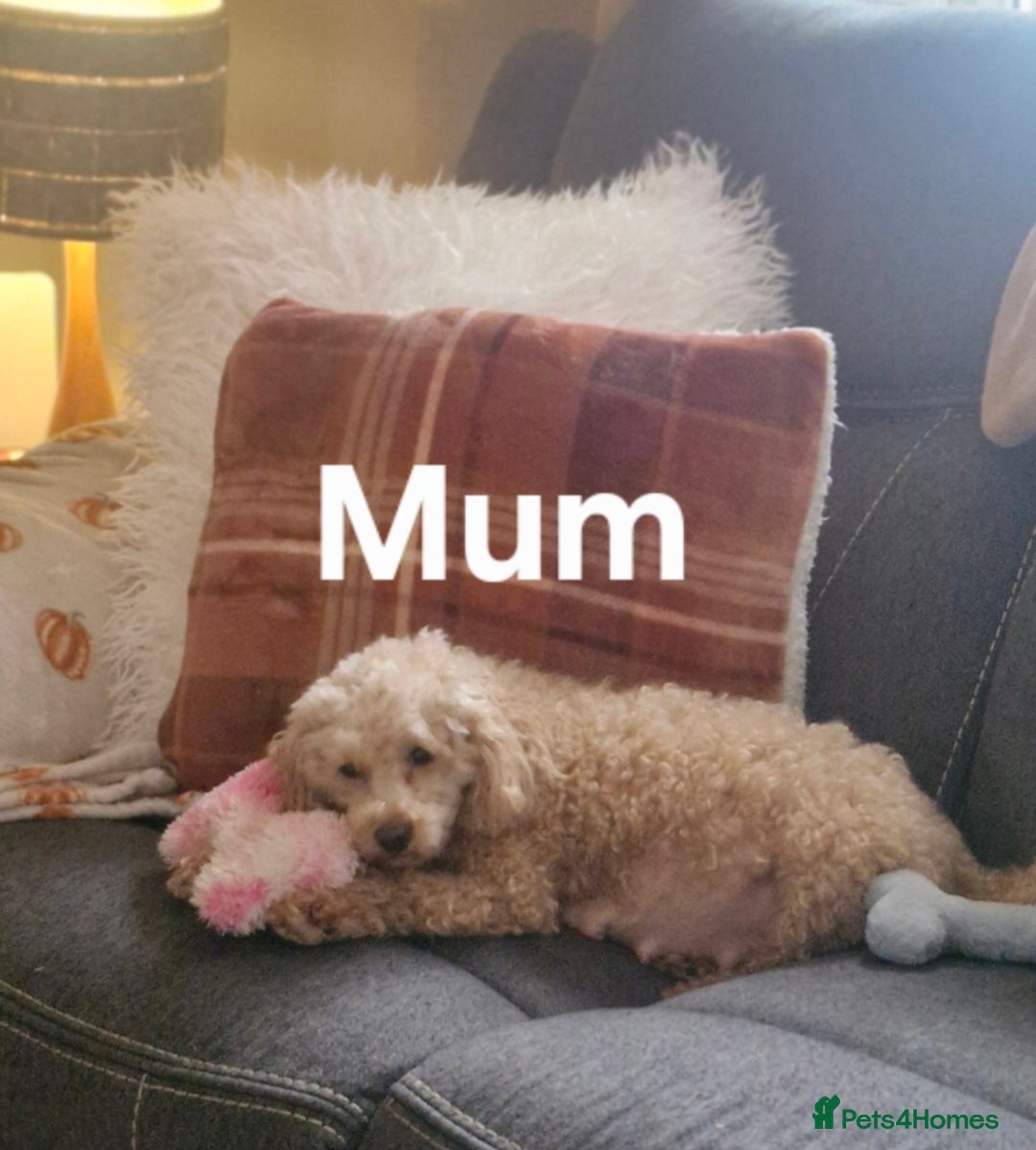 Toy Poodle dogs for sale: TOY POODLE PUPS  - Advert 2