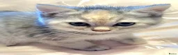 Persian cats for sale: Chinchilla persian X ready now - Advert 7