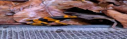 Frog reptiles for sale: Dendrobates Leucomelas “Puerto Ayacucho” - Advert 7