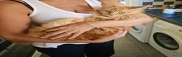 Maine Coon cats for sale: Red female Maine coon  - Advert 9