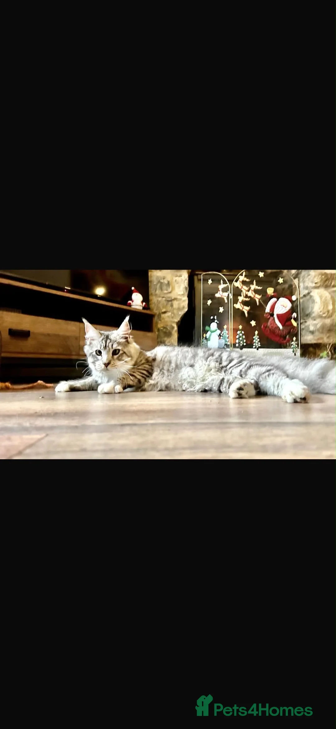 Maine Coon cats for sale: Maine Coon Calico Female Kitten - Advert 4