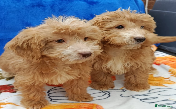 Cockapoo dogs - Advert 15