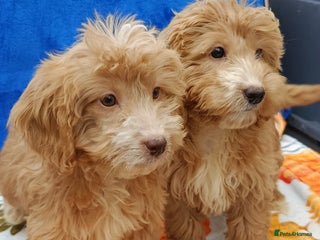 Cockapoo dogs - Advert 1