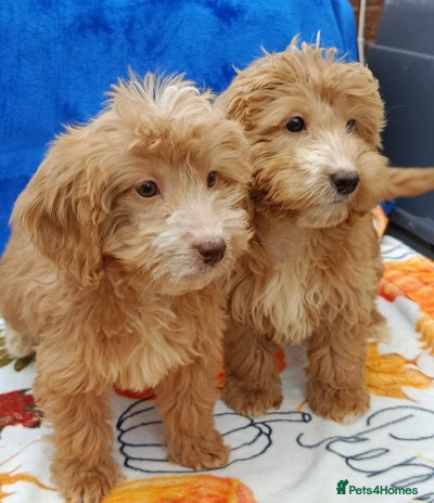 Cockapoo dogs - Advert 4