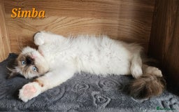 Ragdoll cats for sale: Only 2 girls left,Champion blood, TICA kittens in Nelson - Image 6