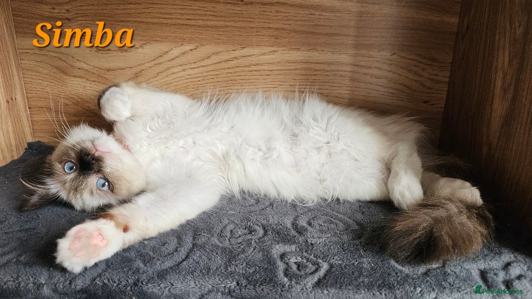 Ragdoll cats for sale: Only 2 girls left,Champion blood, TICA kittens in Nelson - Image 6