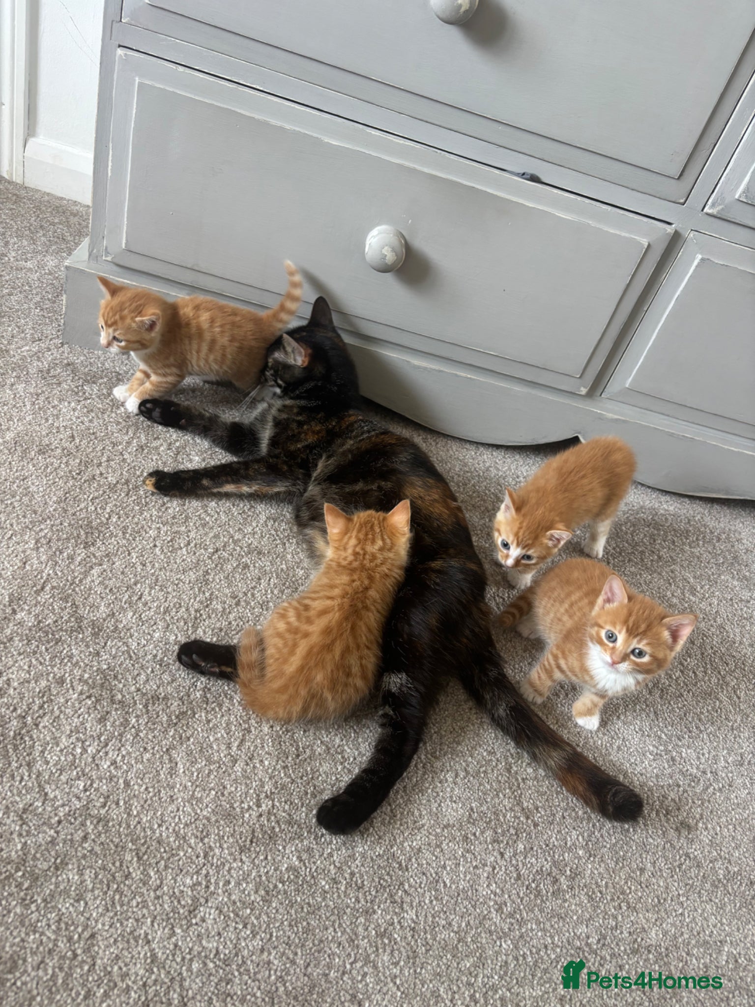 Mixed Breed cats 4 beautiful ginger boys  - Advert 12