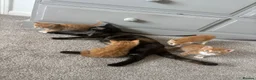 Mixed Breed cats for sale: 4 beautiful ginger boys  - Advert 1
