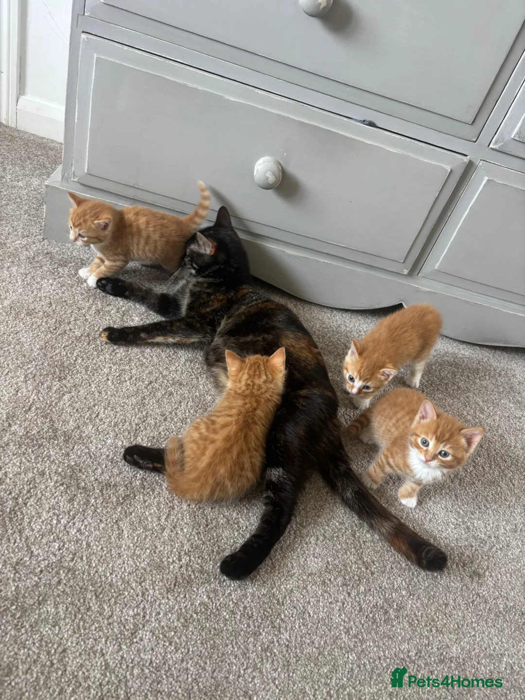 Mixed Breed cats for sale: 4 beautiful ginger boys  - Advert 1