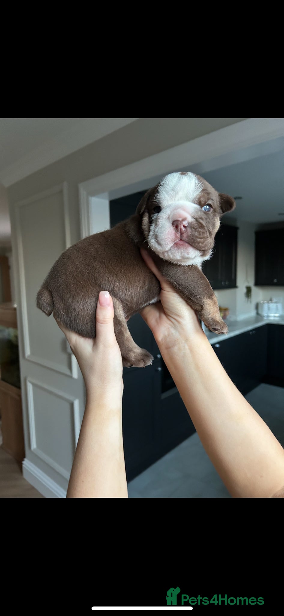 English Bulldog dogs for sale: Beautiful little of 3 English bulldogs  in Consett - Advert 10