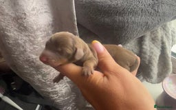 Miniature Dachshund dogs for sale: Mini Dachshund Pups- KC DOB 17/8/25 - Image 5