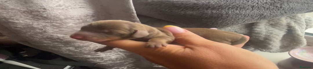 Miniature Dachshund Puppy 3