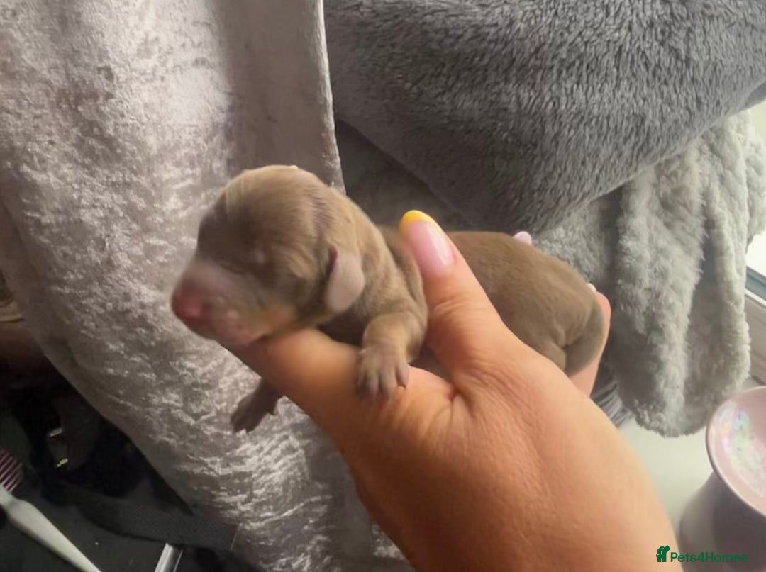 Miniature Dachshund dogs for sale: Mini Dachshund Pups- KC DOB 17/8/25 - Image 5