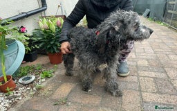Mixed Breed dogs for adoption: Meet PERCY - a Lovely Boy for a Loving Home - Image 8