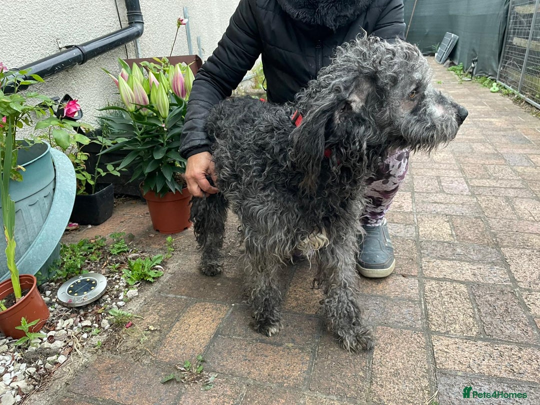 Mixed Breed dogs for adoption: Meet PERCY - a Lovely Boy for a Loving Home - Image 8