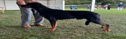 Beauceron dogs for sale: Health tested KC registered beauceron - Advert 14