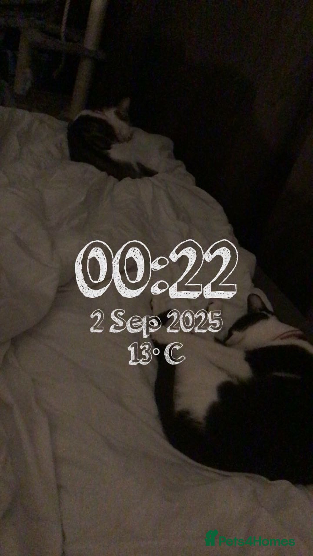 Tibetan cats for sale: Buffy - Image 4