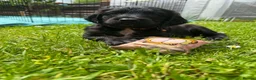 Sprocker dogs for sale: Sprocker Puppies READY NOW ✨️ - Advert 26