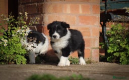 Border Collie dogs for sale: Border Collie Puppies for Sale - Image 8