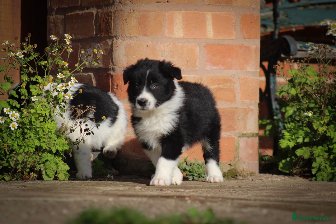Border Collie dogs for sale: Border Collie Puppies for Sale - Image 8