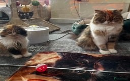 Scottish Fold cats for sale: TICA registered Scottish Fold Girl - Image 11